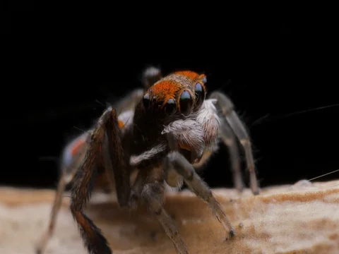 Peacock Spider Mating Display and Dance - Maratus Salticidae. Stock Footage