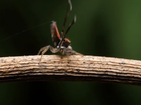 Peacock Spider Mating Display and Dance - Maratus Salticidae. Stock Footage