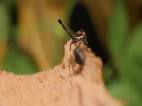 Peacock Spider Mating Display and Dance - Maratus Salticidae. Stock Footage