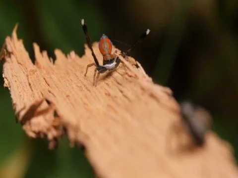 Peacock Spider Mating Display and Dance - Maratus Salticidae. Stock Footage