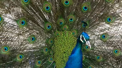 Peacock with spread feathers footage Stock Footage 75446841