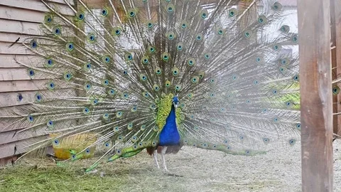 Peacock spread Video stock 73056547