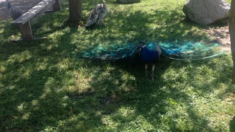 Peacock Spread on Ground Vídeos de archivo 100689114