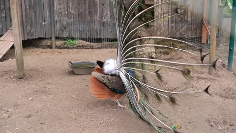 Peacock spread his bright, beautiful tail. He shakes its feathers and dances. Stock Footage 154917326