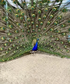 The peacock spread its feathers 写真素材