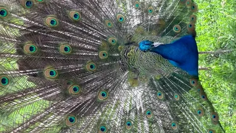 The peacock spread its tail and walks on the green grass Stock Footage 240505475