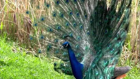 The peacock spread its tail and walks on the green grass 库存影片 240505486