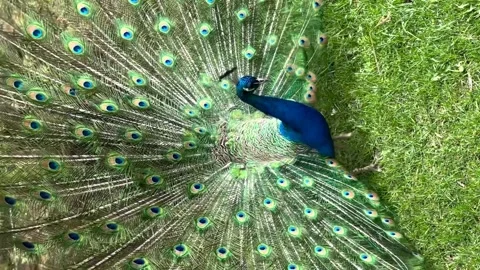 The peacock spread its tail and walks on the green grass Stock Footage 240505509