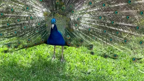 The peacock spread its tail and walks on the green grass Stock Footage 240505518