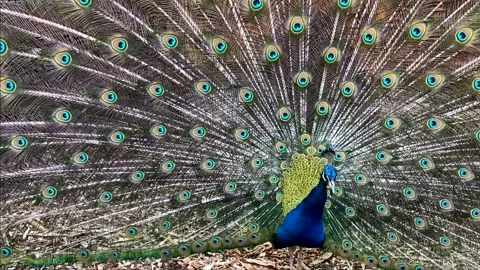 Peacock spread its tail in the zoo Video stock 197382644