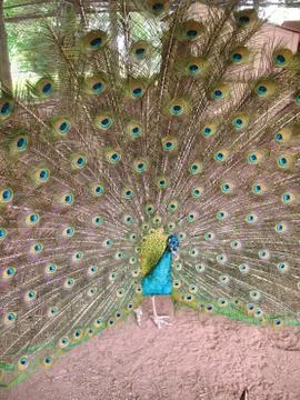 Peacock Spread Stock Photos