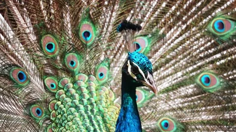 Peacock with spread tail close up Vidéo 173612536