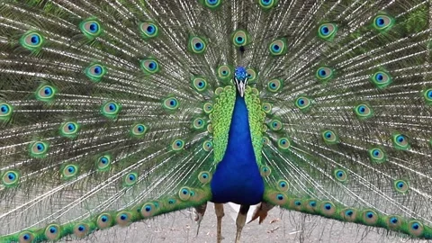 Peacock with spread tail close shot Stock Footage 140285524