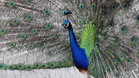 Peacock with spread tail close shot Stock Footage 140285533