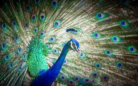 Peacock spread tail feathers Stock Photos