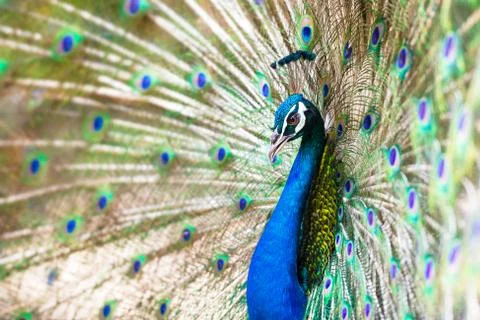 Peacock spread tail feathers Stock Photos