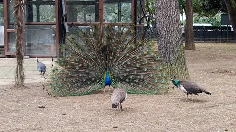 Peacock spread tail. Peacock dances in front of the female. Stock Footage 254164114