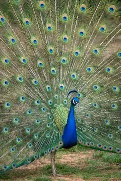 Peacock with Spread Tail Stock Photos
