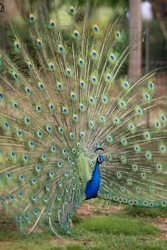 Peacock with Spread Tail Stock Photos