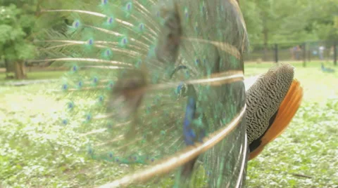Peacock With Spread Wings Stock Footage 69030690