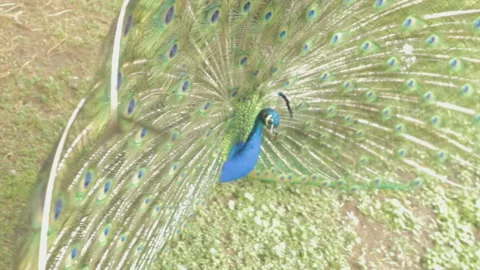 Peacock With Spread Wings Stock Footage 85981647