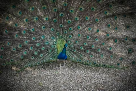 A Peacock Spreading Feathers Stock Photos