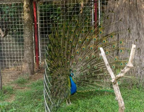 Peacock spreading feathers Stock Photos