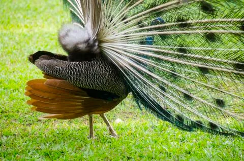 Peacock Spreading Feathers, Side View Stock Photos