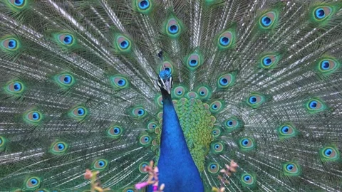 A Peacock spreading his tail feathers Stock Footage 249891349