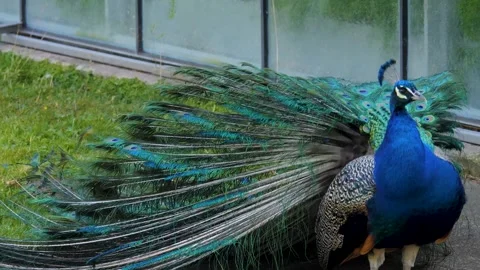 A Peacock spreading his tail feathers Stock Footage 249891626