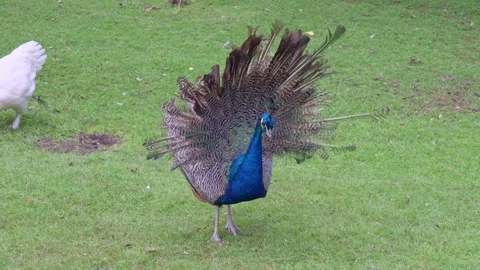 Peacock spreading its feathers Video stock 278185001