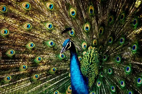 Peacock spreading its feathers in mating signal Foto stock
