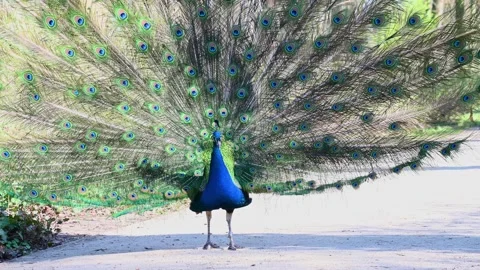 Peacock spreading tail feathers on park pathway in daylight Stock Footage 331522499