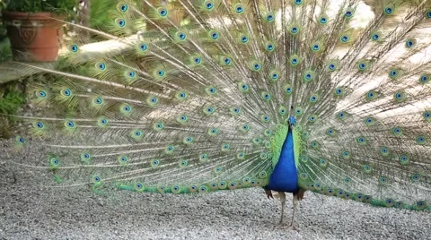 Peacock spreads its tail Stock Footage 59913750