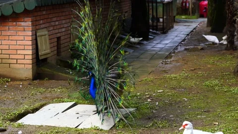 Peacock spreads its tail Stock Footage 151467227