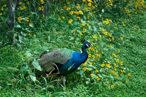 Peacock in Spring Stock Photos