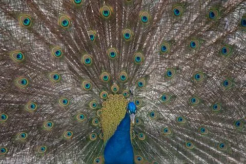 Peacock in springtime with beautiful feathers Stock Photos