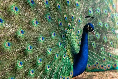 Peacock in springtime with beautiful feathers Stock Photos