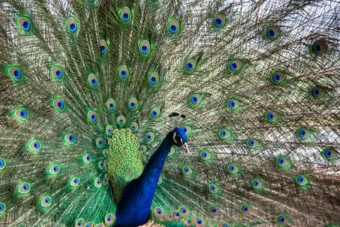 Peacock in springtime with beautiful feathers Foto stock