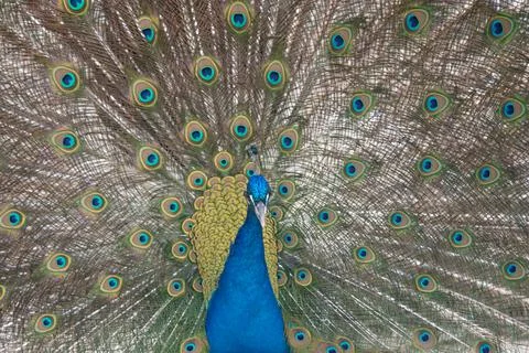 Peacock in springtime with beautiful feathers Foto stock