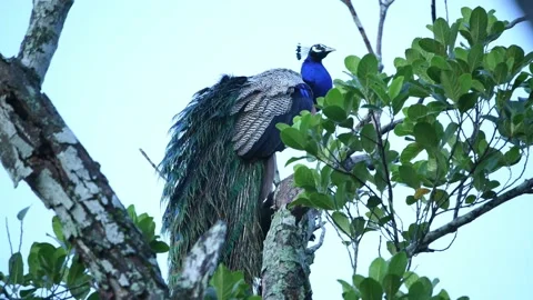 Peacock in Sri Lanka 動画素材 174913191