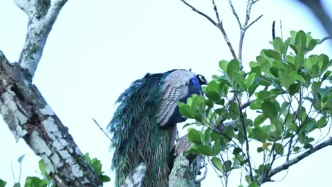 Peacock in Sri Lanka Video stock 174913971