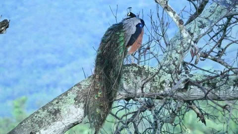 Peacock in Sri Lanka Video stock 174917523