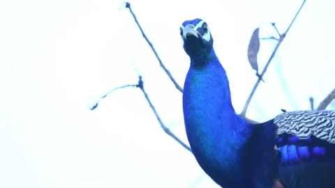 Peacock in Sri Lanka Stock Footage 174918058