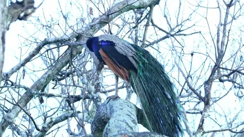 Peacock in Sri Lanka Video stock 174918490