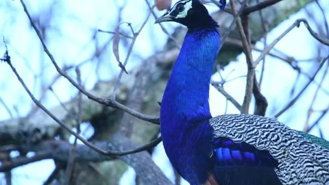 Peacock in Sri Lanka 動画素材 174918622