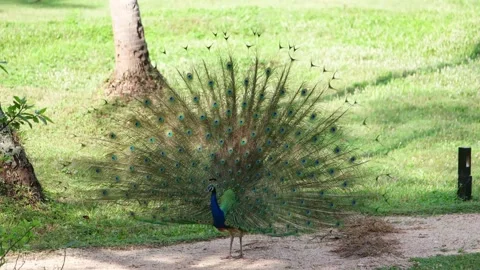 Peacock in Sri Lanka Video stock 174919037