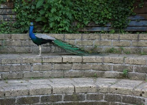 Peacock on stairs Foto stock