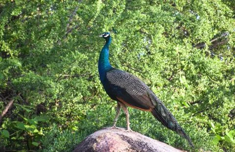 Peacock stand on the rock in forest Stock Photos