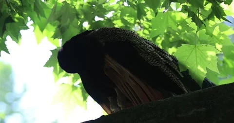 Peacock stand under a maple tree Stock Footage 310252341